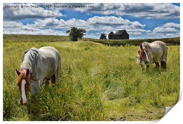 Horses at birtle barn Print by Derrick Fox Lomax