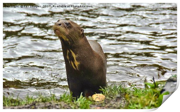  Otter at the waters edge Print by Derrick Fox Lomax
