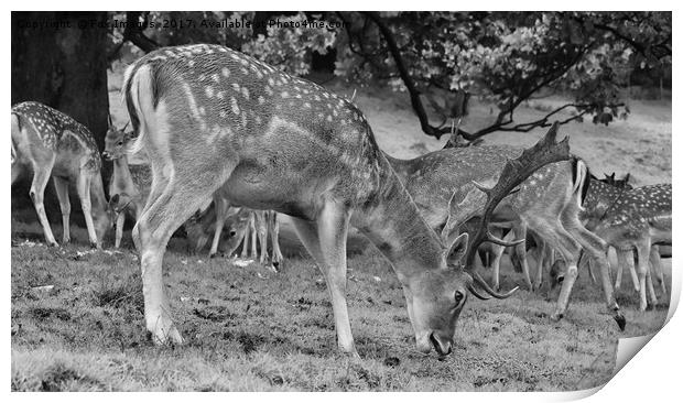 Stag Fallow and herd Print by Derrick Fox Lomax