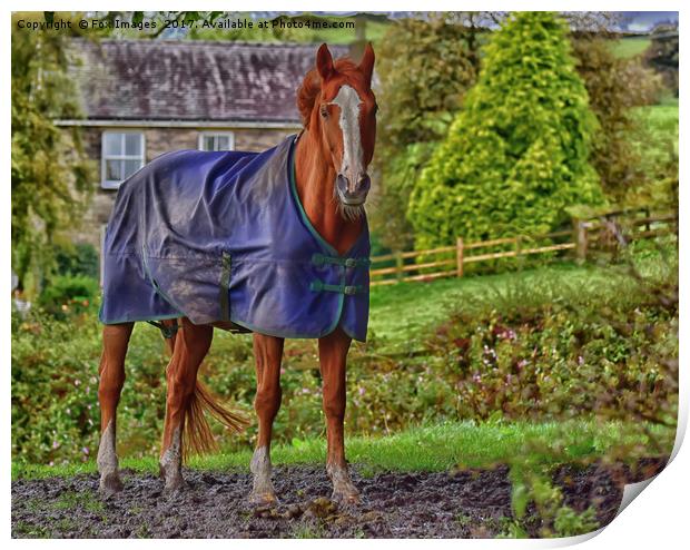 Horse in the Countryside Print by Derrick Fox Lomax