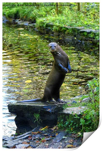 Giant otter Print by Derrick Fox Lomax