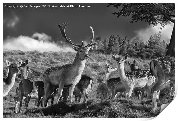Fallow deer Print by Derrick Fox Lomax