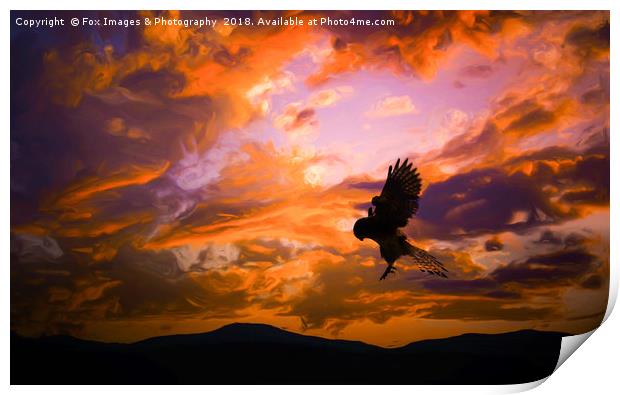 Kestrel Bird Of Prey Print by Derrick Fox Lomax