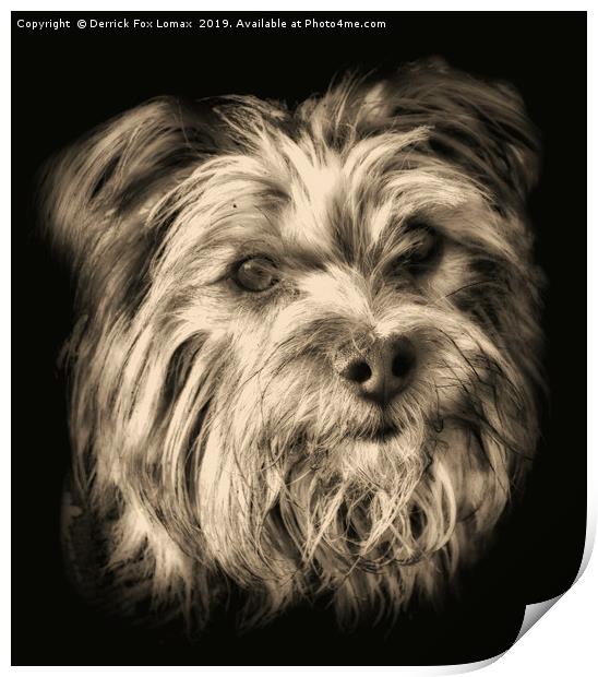  Yorkshire Terrier dog portrait Print by Derrick Fox Lomax