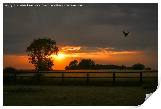 Barn Owl in flight Print by Derrick Fox Lomax