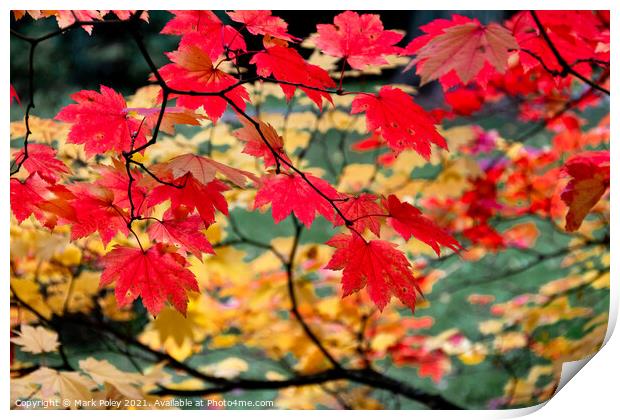 Crimson Leaves at the Close of the Year Print by Mark Poley