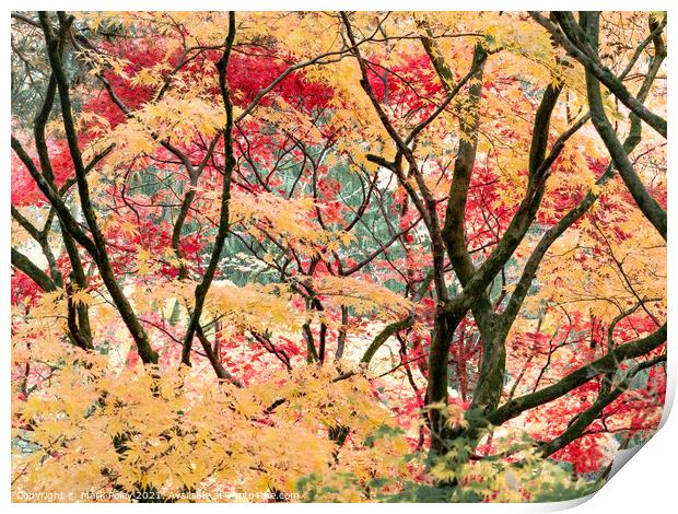 Maple Trunks and Leaves in Autumn Print by Mark Poley