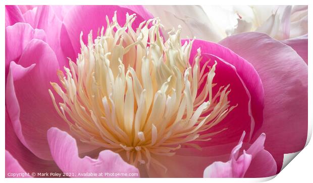 Pink Peony in Bloom Print by Mark Poley