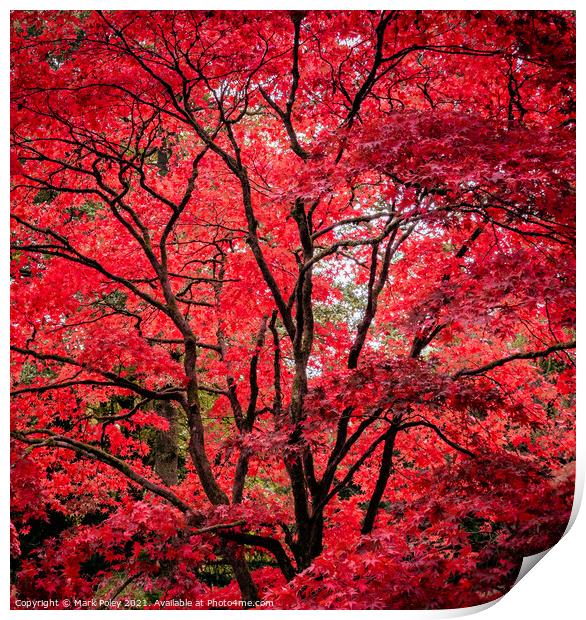 Autumn Glory - Red Acer Print by Mark Poley