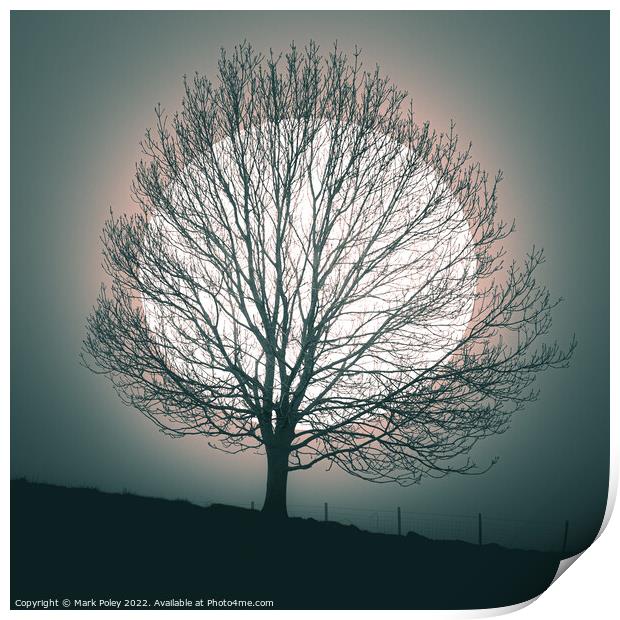 Tree silhouetted by white Orb in Talgarth Print by Mark Poley
