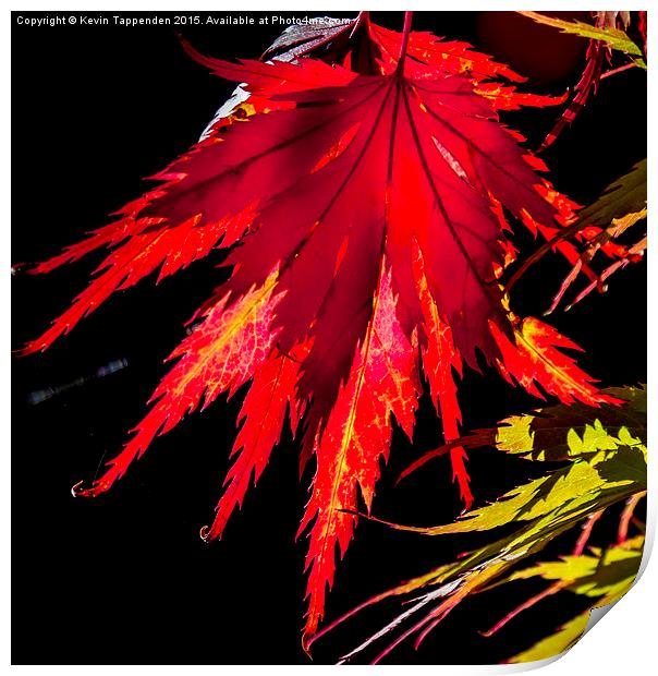  Autumn Colours Print by Kevin Tappenden