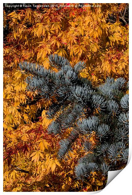  Autumn Gold Print by Kevin Tappenden