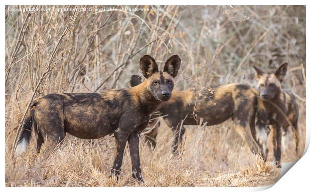  Wild Dog Family Portrait Print by Kevin Tappenden