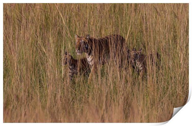 Sona and cubs Print by Kevin Tappenden