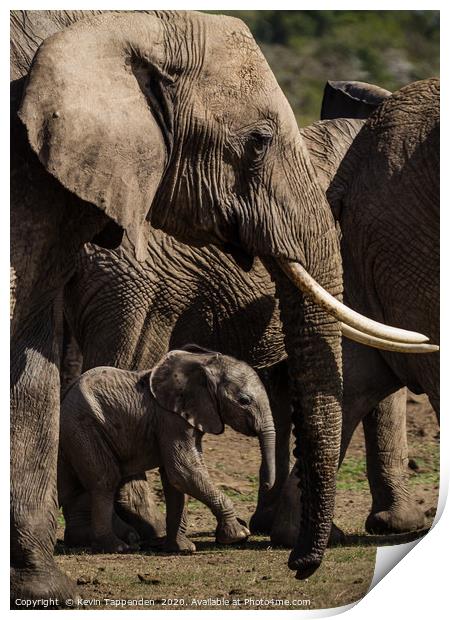 Elephant Family Print by Kevin Tappenden