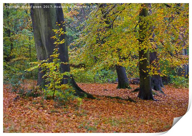 Trees in Autumn  Print by paul green