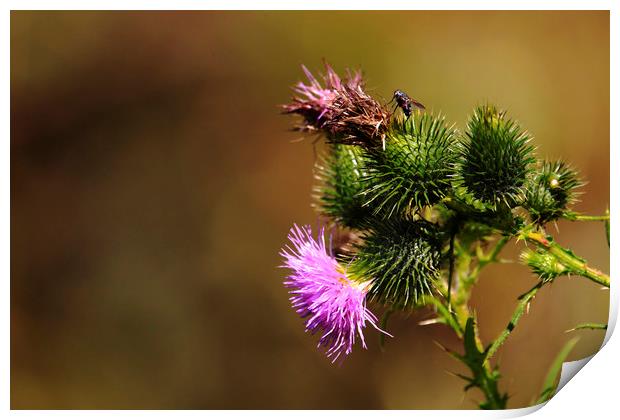 Scottish Thistle Print by paul green