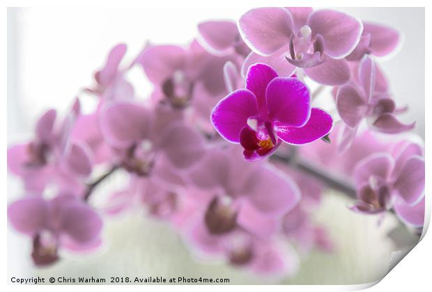 Purple orchid in front of pink orchids Print by Chris Warham