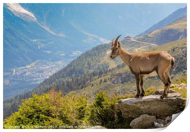  Ibex looking down on Chamonix Print by Chris Warham