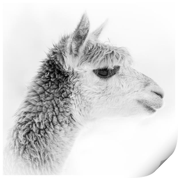 Alpaca Portrait - black and white Print by Chris Warham