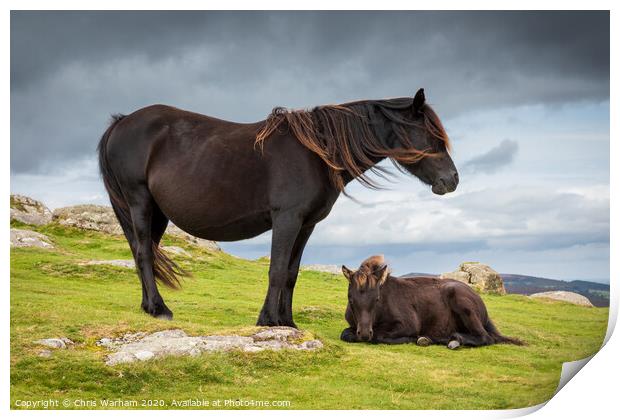 Dartmoor Pony with its foal Print by Chris Warham
