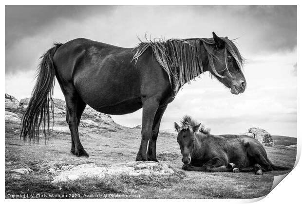 Dartmoor Pony and Foal in black and white Print by Chris Warham
