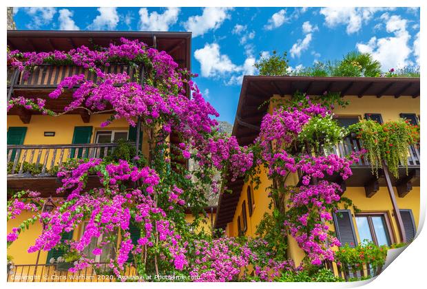 Bougainvillea on a house wall in Limone Italy Print by Chris Warham