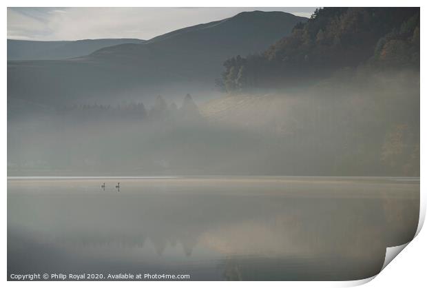 Swans in Dawn Mist, Loweswater Lake District Print by Philip Royal