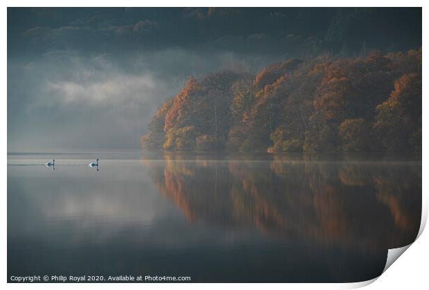 Loweswater Swans and Autumn Mist, Lake District Print by Philip Royal