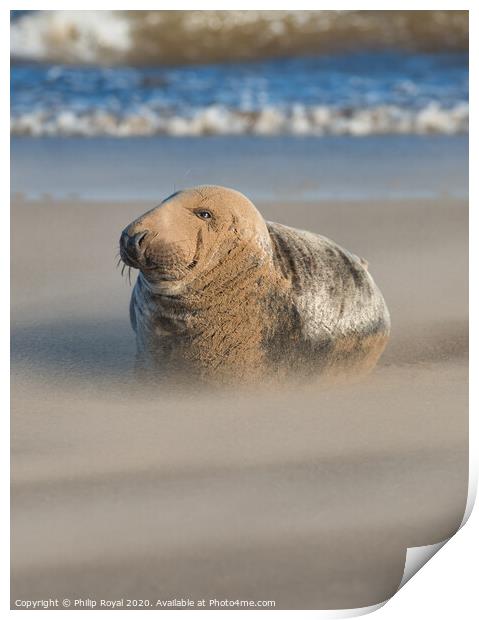 Grey Seal in Drifting Sand by the shoreline Print by Philip Royal