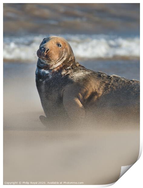 Alert Adult Grey Seal in Drifting Sand Print by Philip Royal