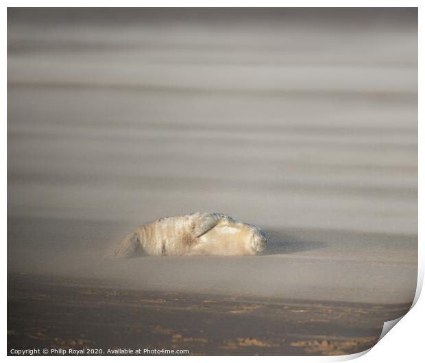 Abandoned Grey Seal pup in Drifting Sand Print by Philip Royal