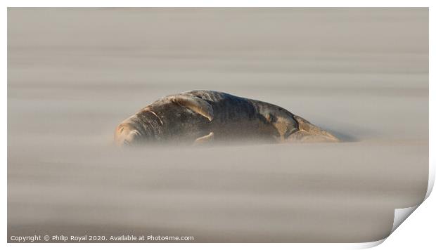 An Adult Sleeping Grey Seal in Drifting Sand Print by Philip Royal