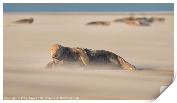 Adult Grey Seal and herd in Drifting Sand Print by Philip Royal