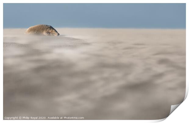 Abstract view of a Grey Seal in Drifting Sand Print by Philip Royal