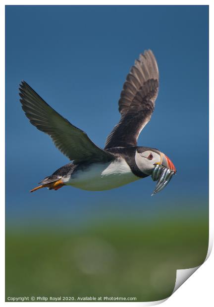 Puffin with Sand Eels in flight over sea Print by Philip Royal