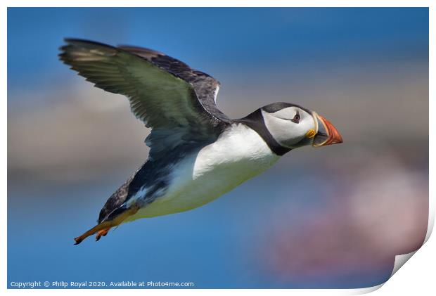 Puffin in flight over the sea Print by Philip Royal
