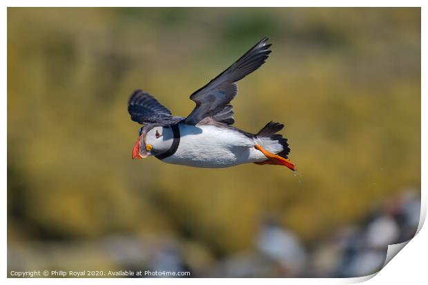 Puffin in flight with yellow Background Print by Philip Royal