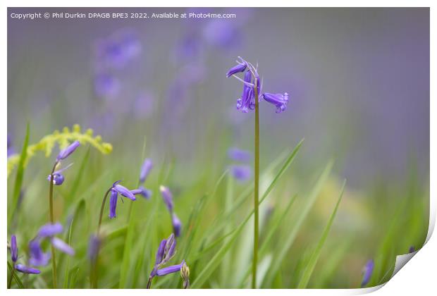 Bluebell In Woodland Print by Phil Durkin DPAGB BPE4