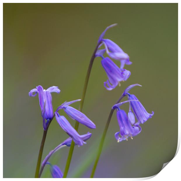 Single Bluebell Print by Phil Durkin DPAGB BPE4