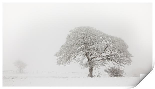 Oak Tree In The Snow Print by Phil Durkin DPAGB BPE4