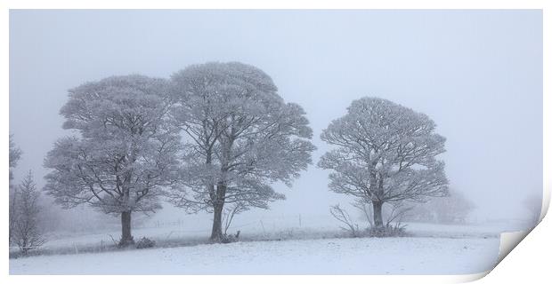  Oak trees In The Snow Print by Phil Durkin DPAGB BPE4