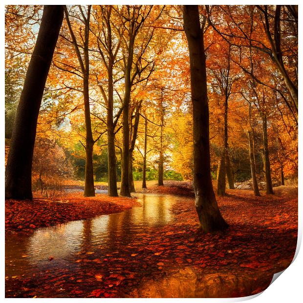The Red Leaves of Autumn Print by Adam Kelly