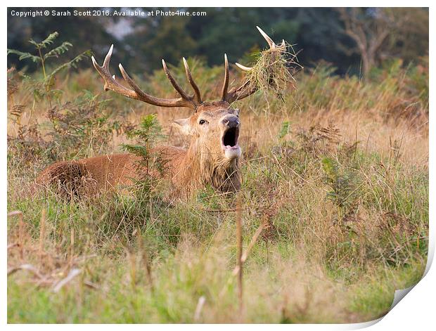  Roaring Bushy Park Deer Print by Sarah Scott