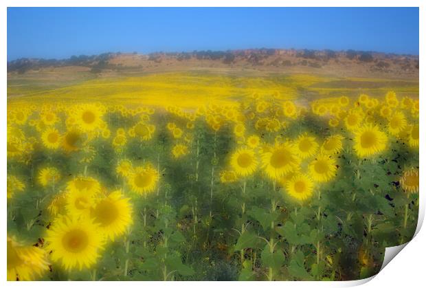 Sunflower field in Carmona -Seville- Arahal Road Print by Jose Manuel Espigares Garc