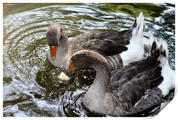 Two  ducks in a river Print by Jose Manuel Espigares Garc