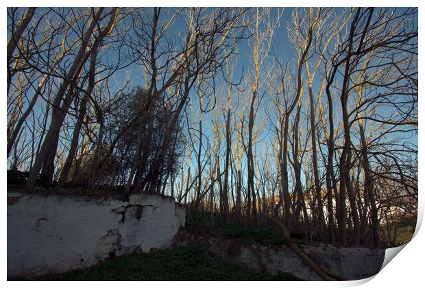 Wild trees of Gandul in Alcala de Guadaíra, Seville 4 Print by Jose Manuel Espigares Garc