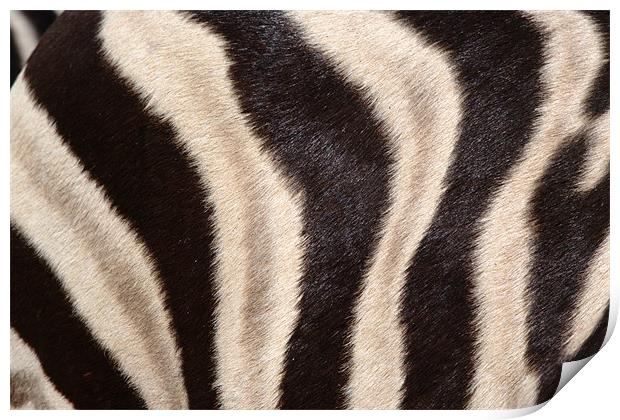 Abstract picture on a zebra Print by Jose Manuel Espigares Garc