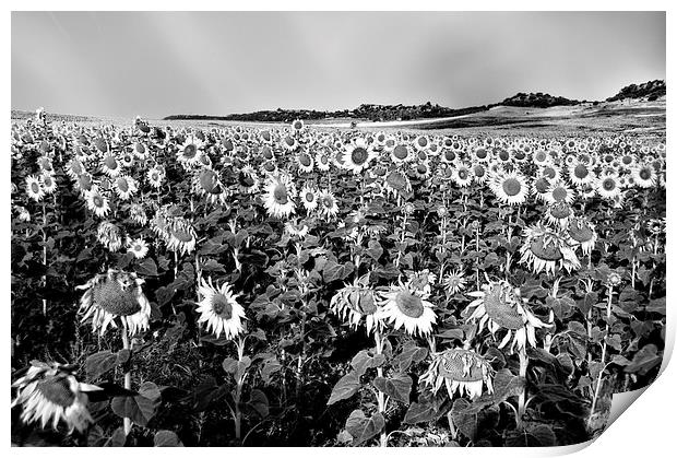 Field of sunflowers in grey Print by Jose Manuel Espigares Garc