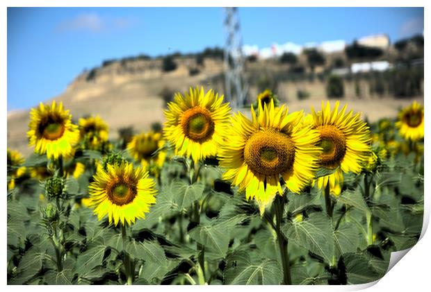 These are sunflowers in a field near Carmona. In t Print by Jose Manuel Espigares Garc